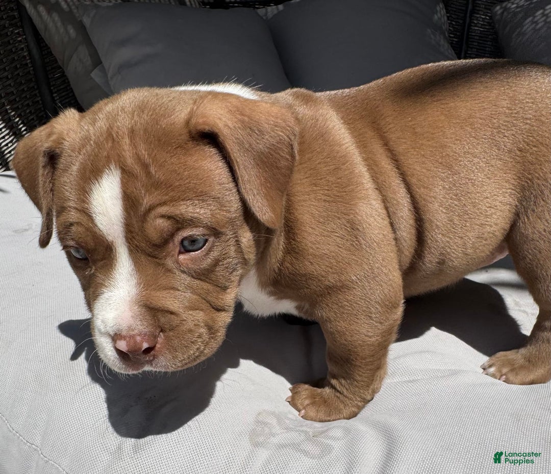 American Bully dogs for sale: Bailey - Image 3