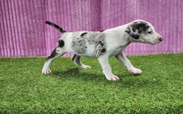 Catahoula Leopard Dog dogs for sale: Tess 2025 Female 6 - Image 3