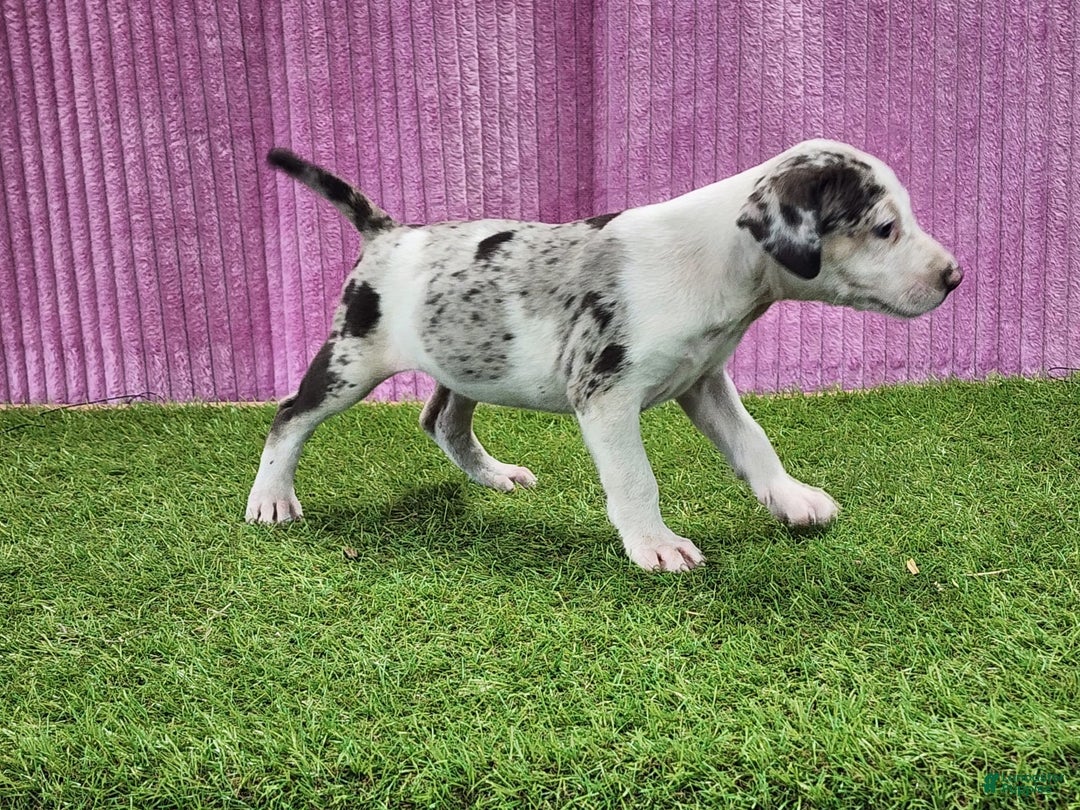 Catahoula Leopard Dog dogs for sale: Tess 2025 Female 6 - Image 3