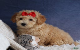Bichpoo dogs for sale: Tyson - Image 20