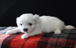 Teddy Bear dogs for sale: Heather - Image 2