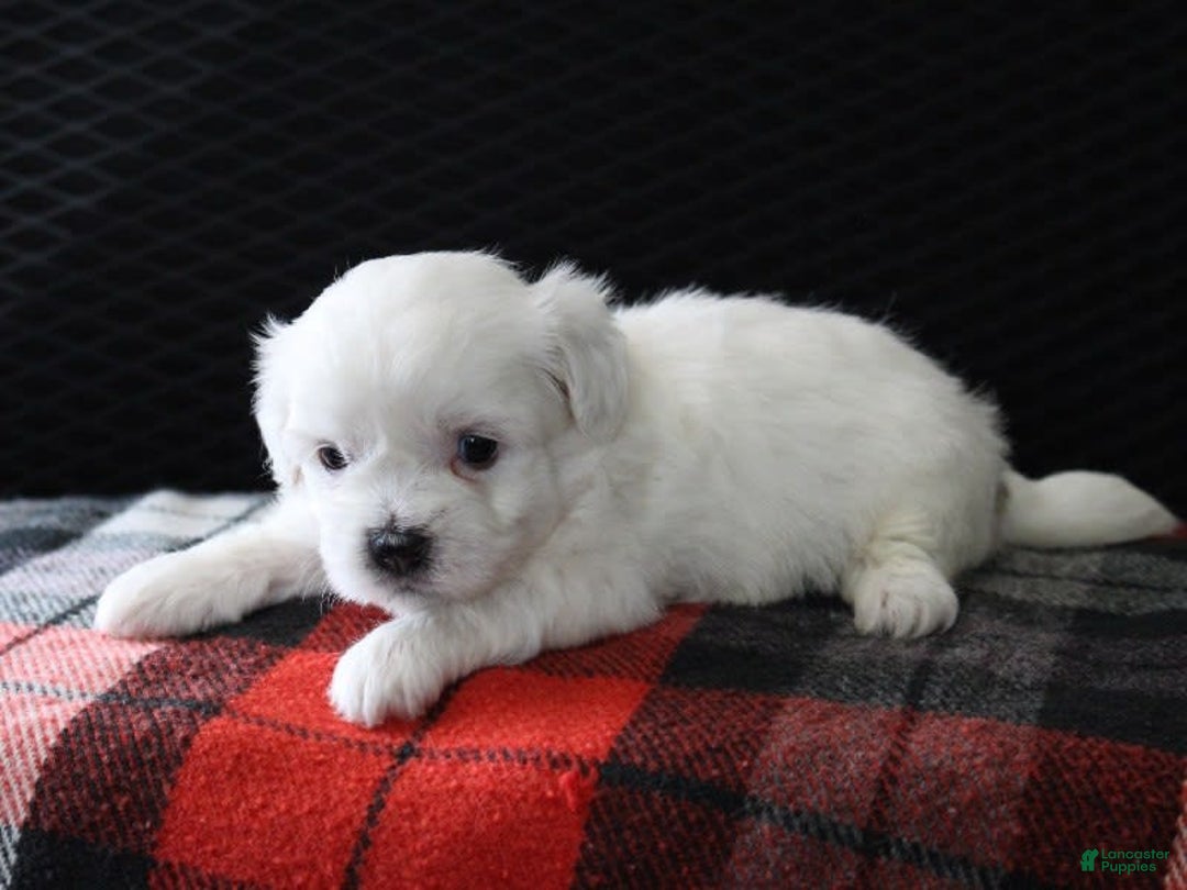 Teddy Bear dogs for sale: Heather - Image 2