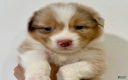 Australian Shepherd dogs for sale: Marley - Image 1