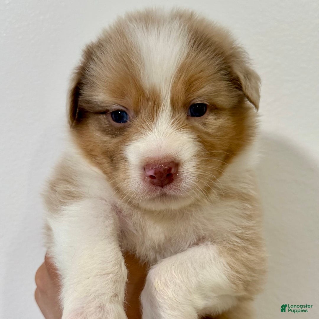 Australian Shepherd dogs for sale: Marley - Image 1