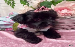Shorkie dogs for sale: Little Mercedes - Image 11