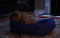 Shar Pei dogs for sale: Kola Ruunt - Image 3