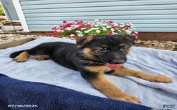 German Shepherd dogs for sale: Jordan - Image 1
