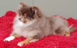 Pomeranian dogs for sale: Jessy - Image 6