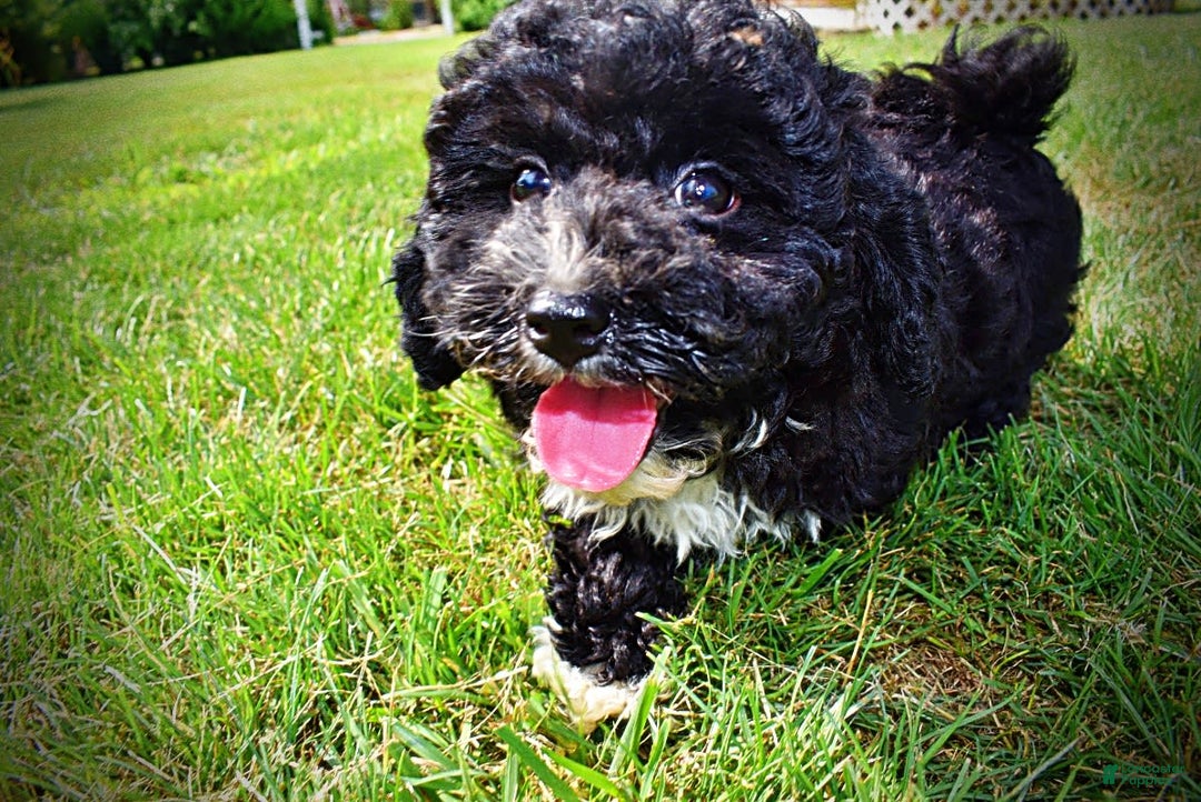 Havapoo dogs for sale: Echo - Image 13
