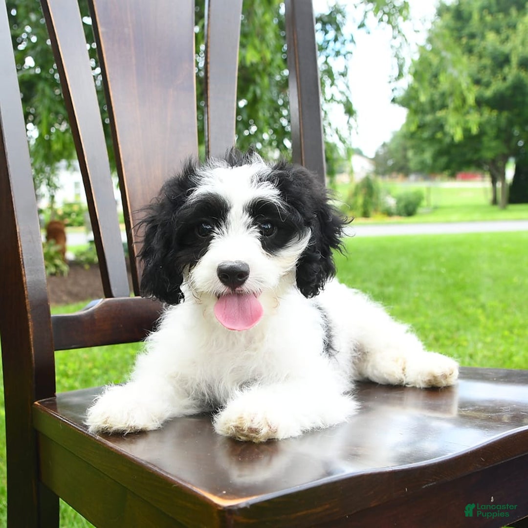 Cavapoo dogs for sale: Wren - Image 5