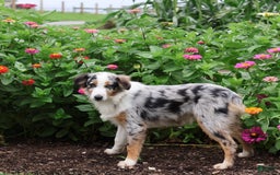 Miniature Australian Shepherd dogs for sale: Washington - Image 14