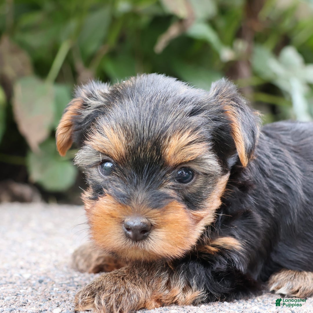 Yorkshire Terrier dogs for sale: Faithful - Image 1