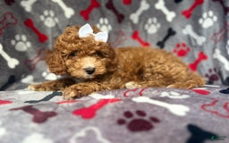 Cavapoo dogs for sale: Sandy - Image 9