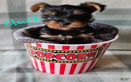 Yorkshire Terrier dogs for sale: Clark - Image 1