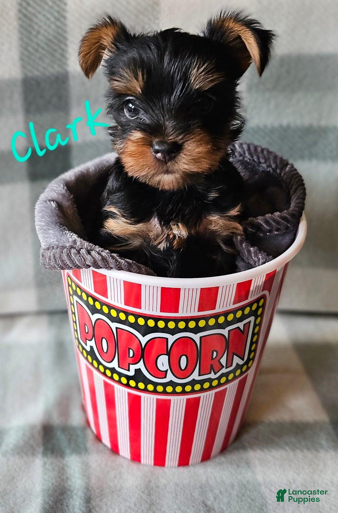 Yorkshire Terrier dogs for sale: Clark - Image 1