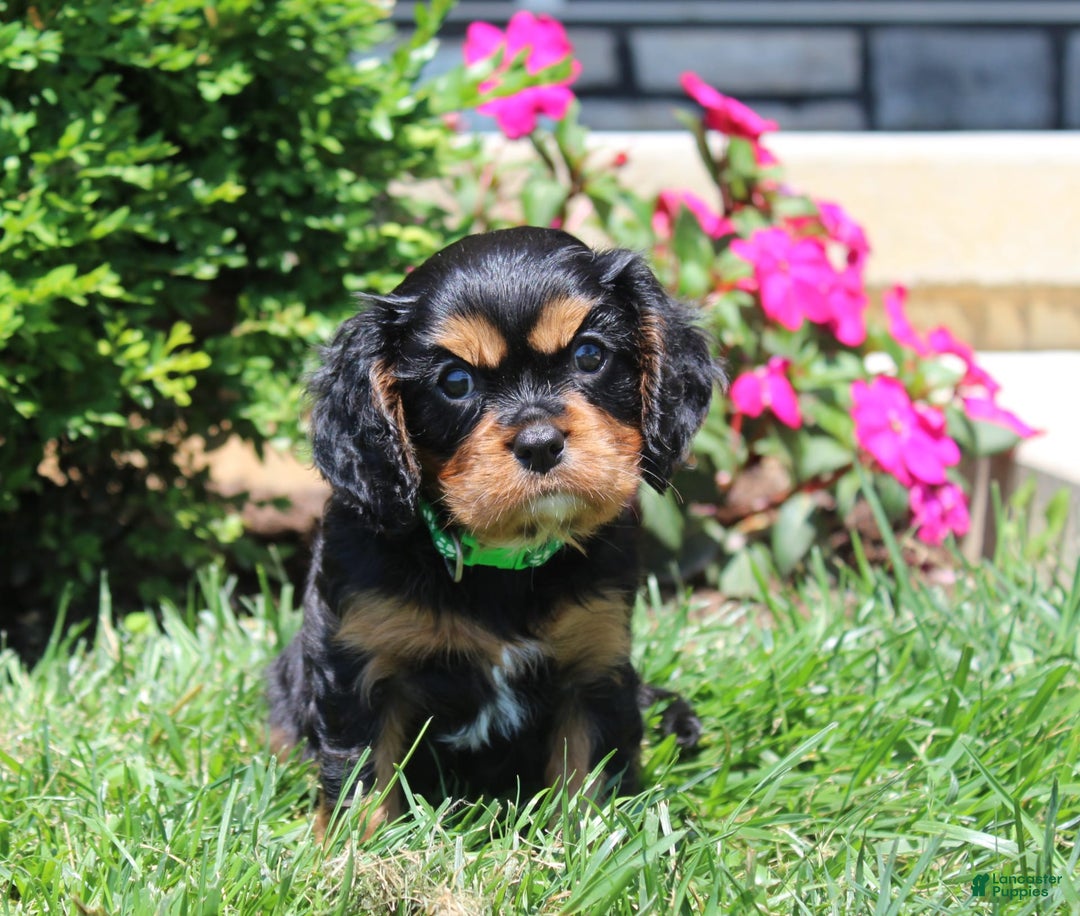 Cavalier King Charles Spaniel dogs for sale: Hope - Image 3