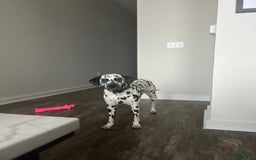 Dalmatian dogs for sale: Caitlin Bark - Image 3