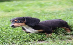 Miniature Dachshund dogs for sale: Duke - Image 6