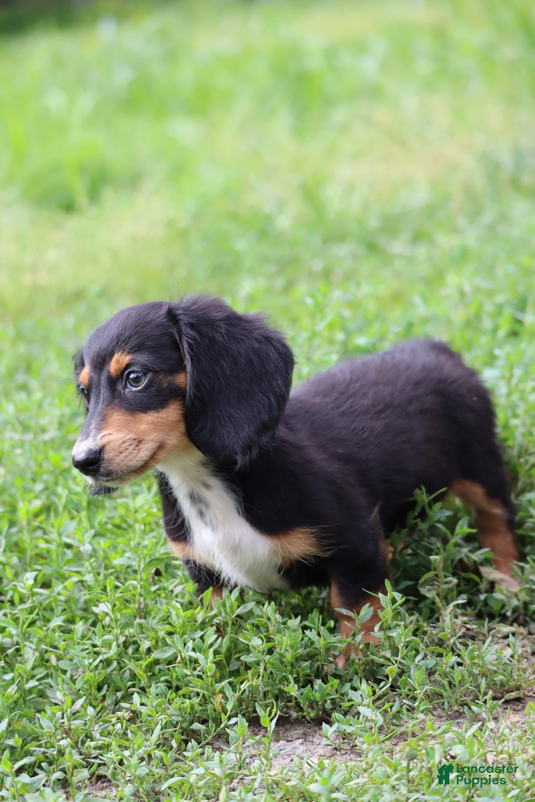 Miniature Dachshund dogs for sale: Duke - Image 6