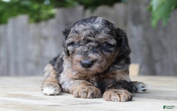Standard Poodle dogs for sale: Rome Moyen - Image 12