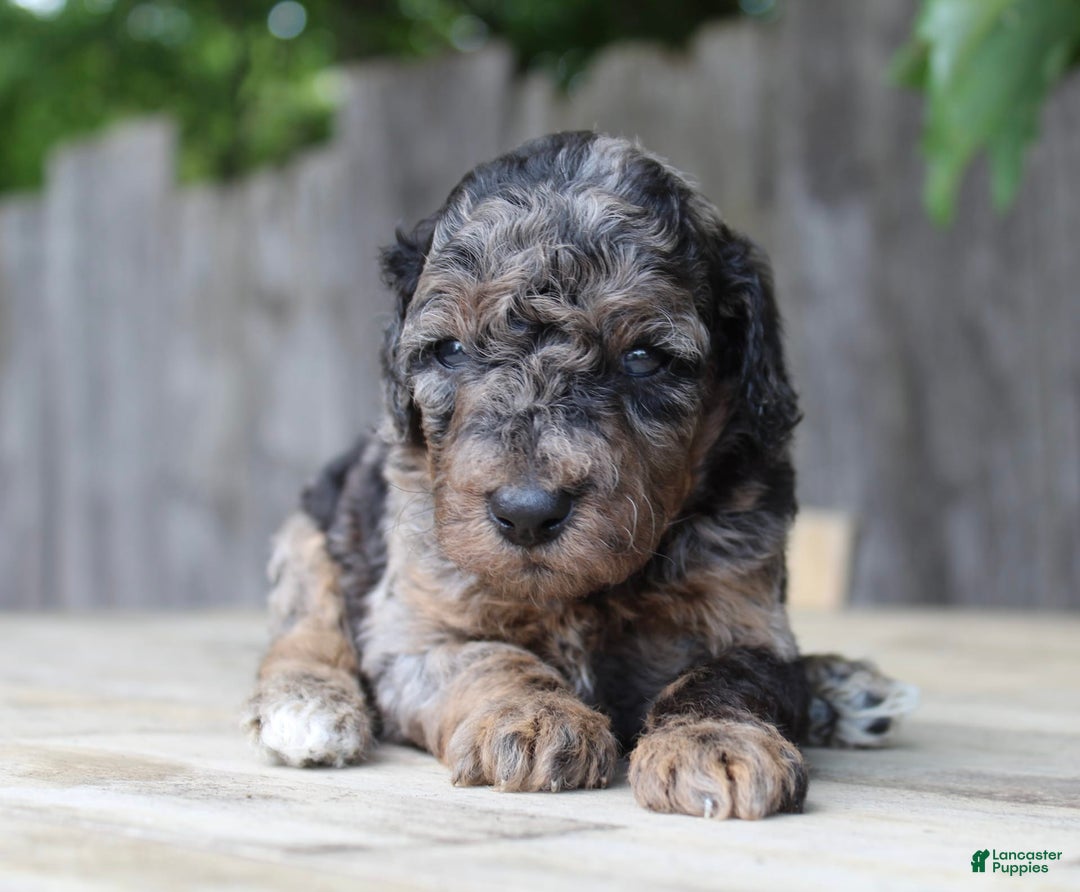 Standard Poodle dogs for sale: Rome Moyen - Image 12