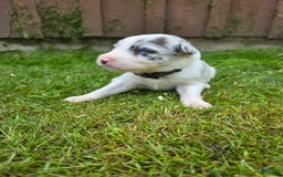 Border Collie dogs for sale: Scout - Image 4