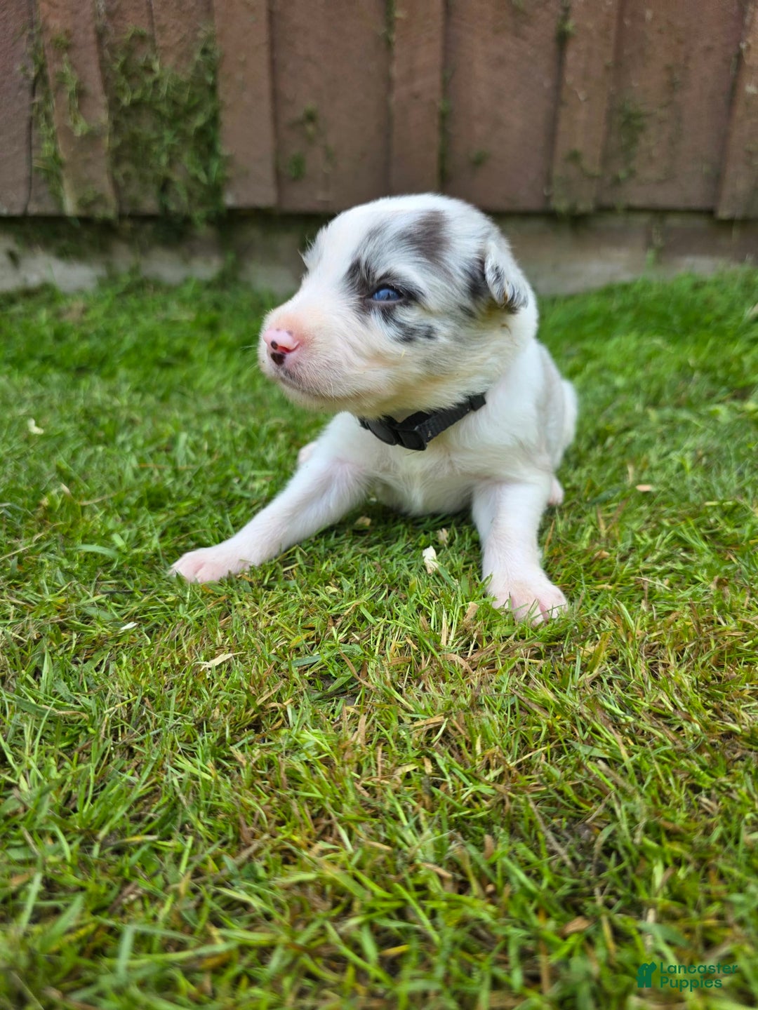 Border Collie dogs for sale: Scout - Image 4