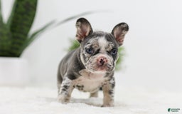French Bulldog dogs for sale: Peyton - Image 2
