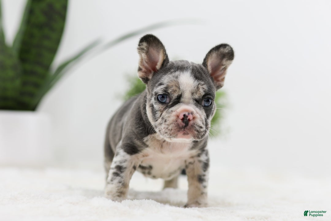 French Bulldog dogs for sale: Peyton - Image 2