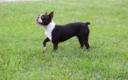 Boston Terrier dogs for sale: Dustie - Image 10