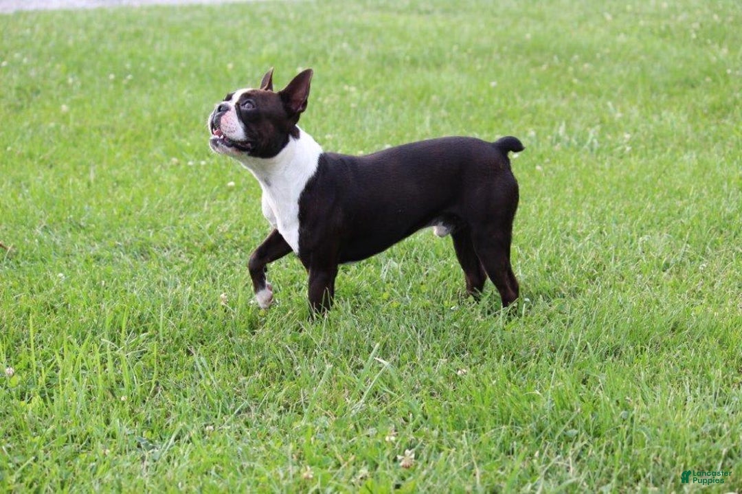 Boston Terrier dogs for sale: Dustie - Image 10