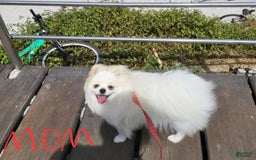 Pomeranian dogs for sale: Snow - Image 8