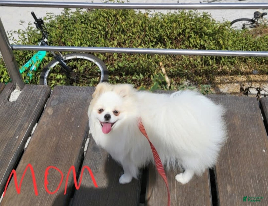 Pomeranian dogs for sale: Snow - Image 8