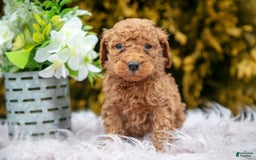 Standard Poodle dogs for sale: Buck - Image 1
