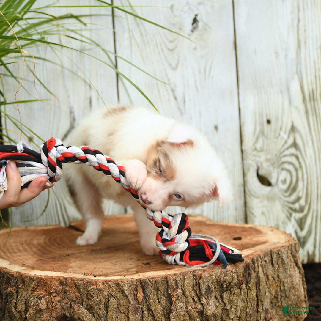 Miniature Australian Shepherd dogs for sale: Charlotte - Image 3