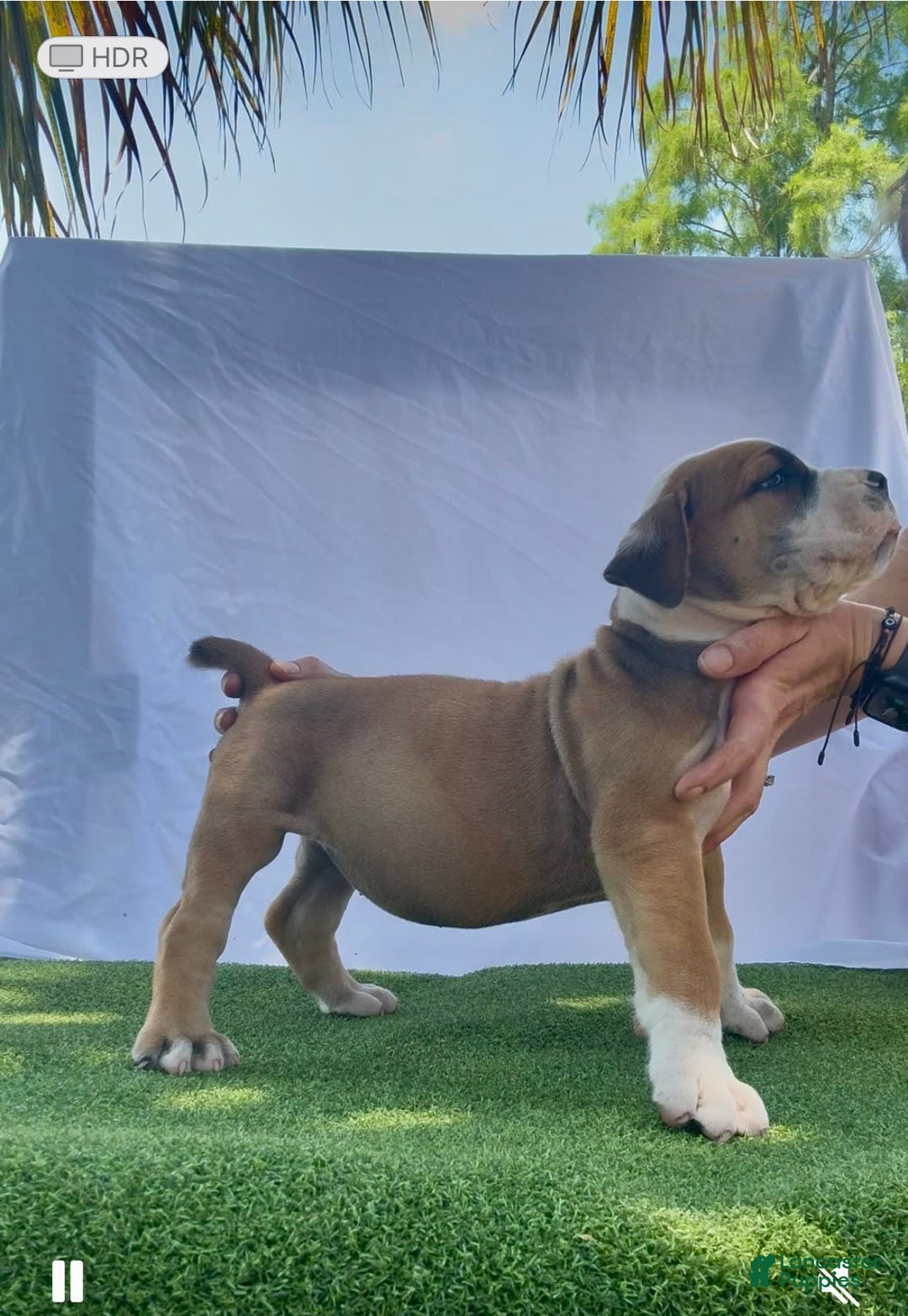 South African Boerboels dogs for sale: Bray - Image 7