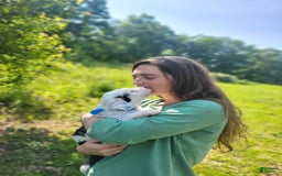 Old English Sheepdog dogs for sale: Indigo - Image 4