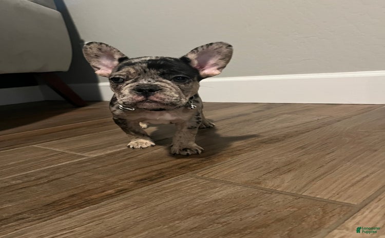 French Bulldog dogs for sale - Ad 2
