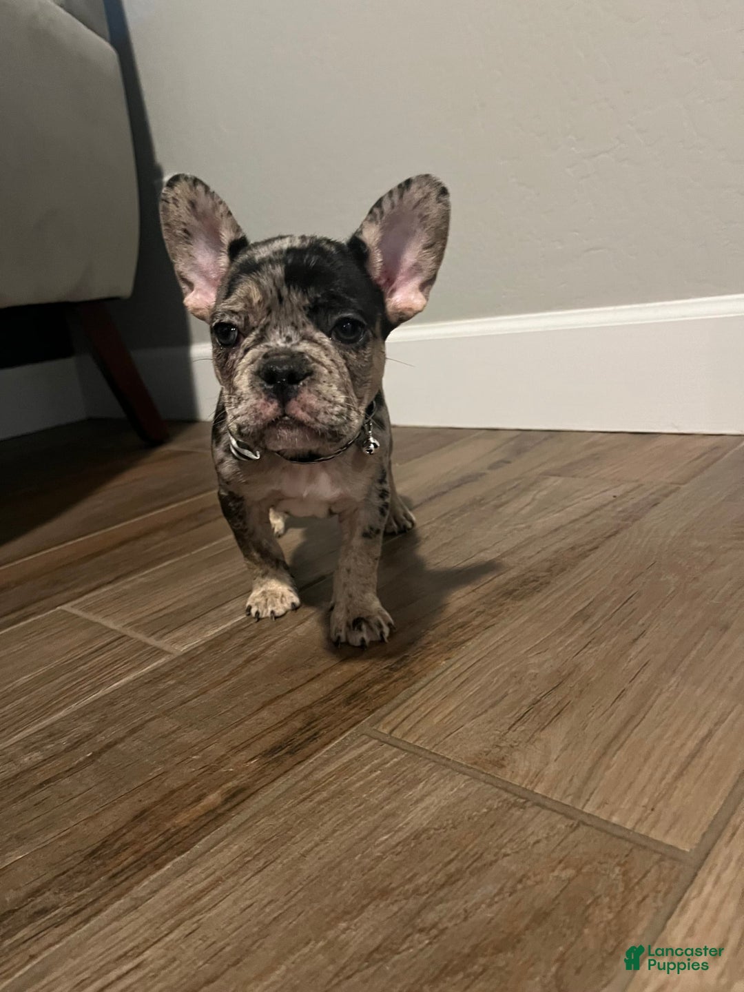 French Bulldog dogs for sale: Spot - Image 1