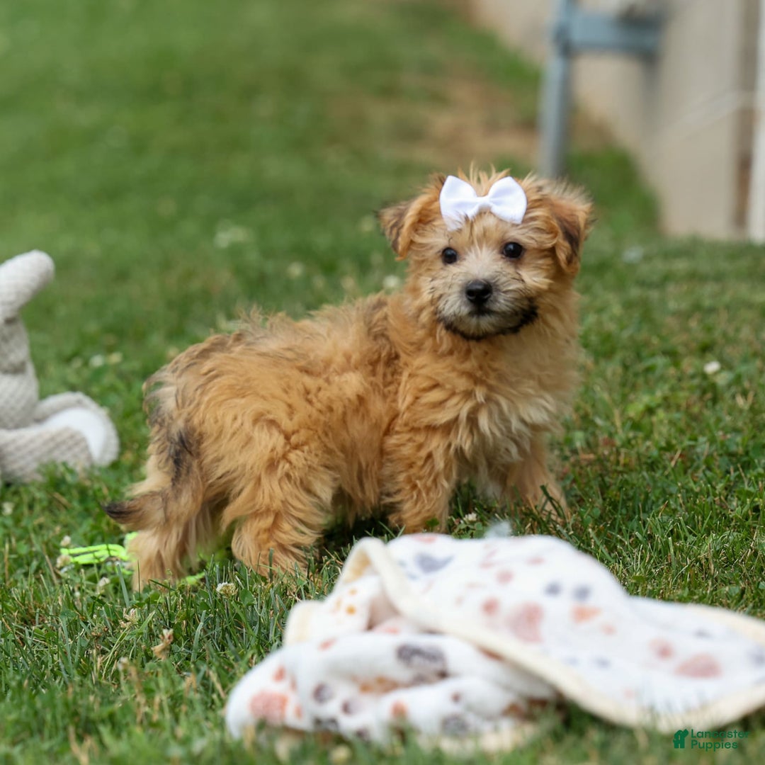 Yochon dogs for sale: Titus - Image 14