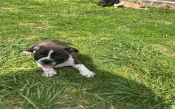 American Bully dogs for sale: Nala-brindle - Image 6