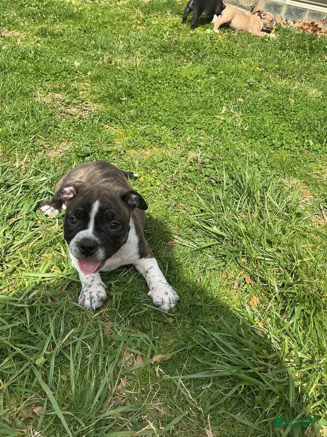 American Bully dogs for sale: Nala-brindle - Image 6
