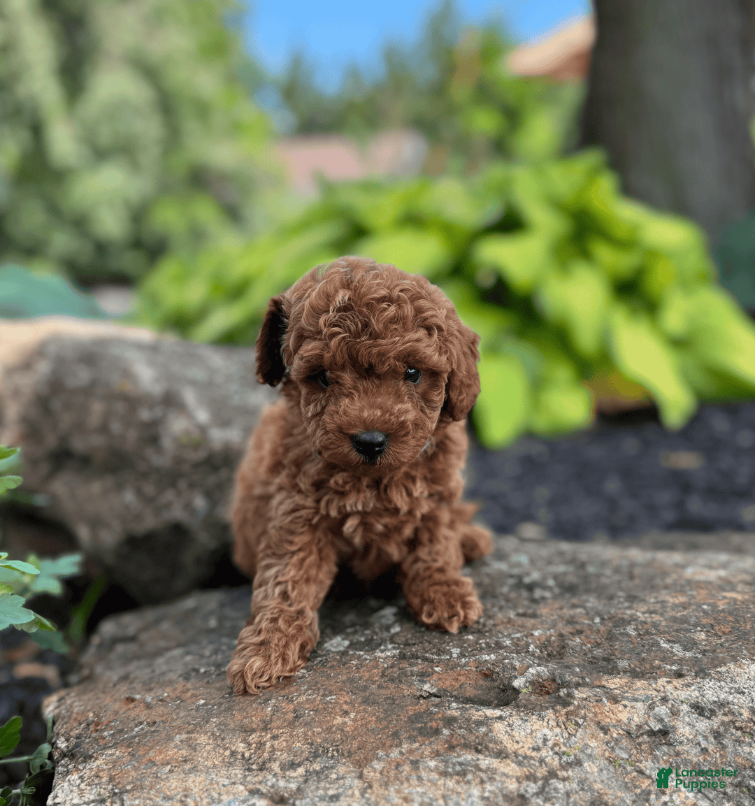 Mini Goldendoodle dogs for sale: Luna - Image 6