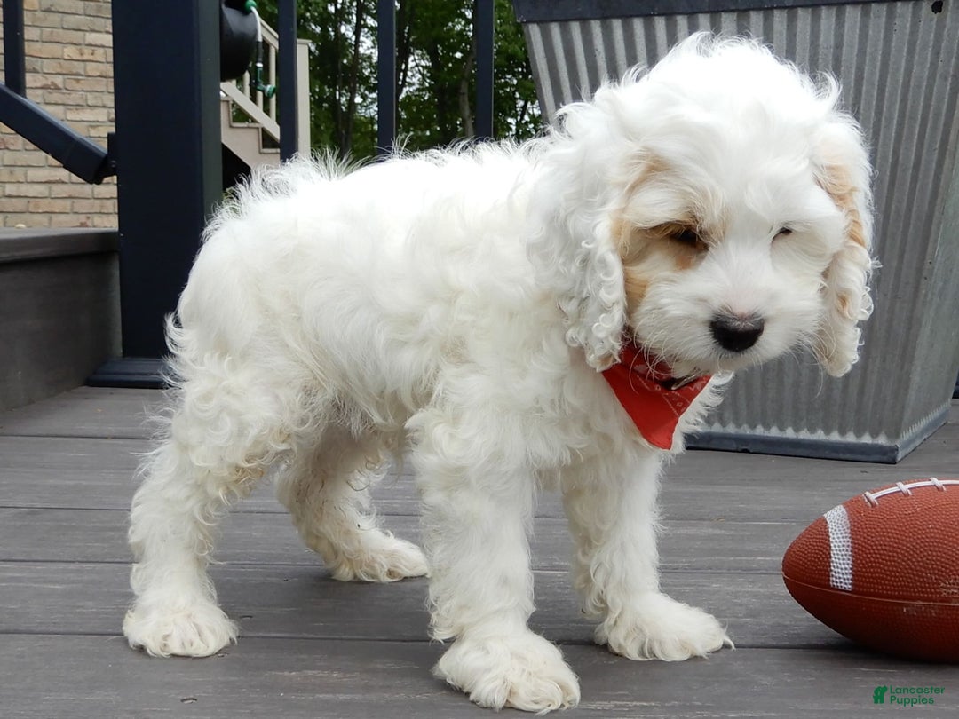 Cockapoo dogs for sale: Teddy - Image 7