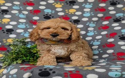 Cockapoo dogs for sale: Croydon - Image 7