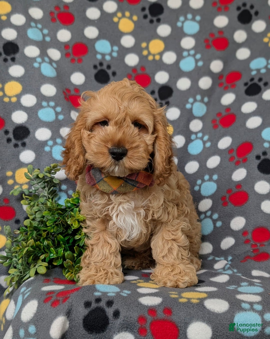 Cockapoo dogs for sale: Croydon - Image 7