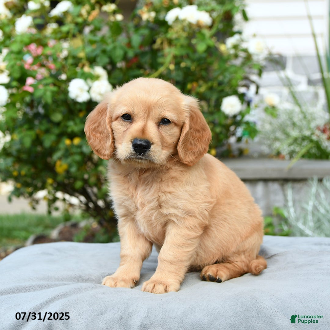 Miniature Golden Retriever dogs for sale: Scout - Image 1