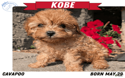 Cavapoo dogs for sale: Kobe - Image 11