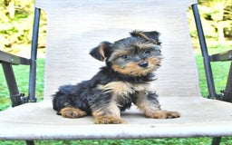 Yorkshire Terrier dogs for sale: Daisy - Image 1