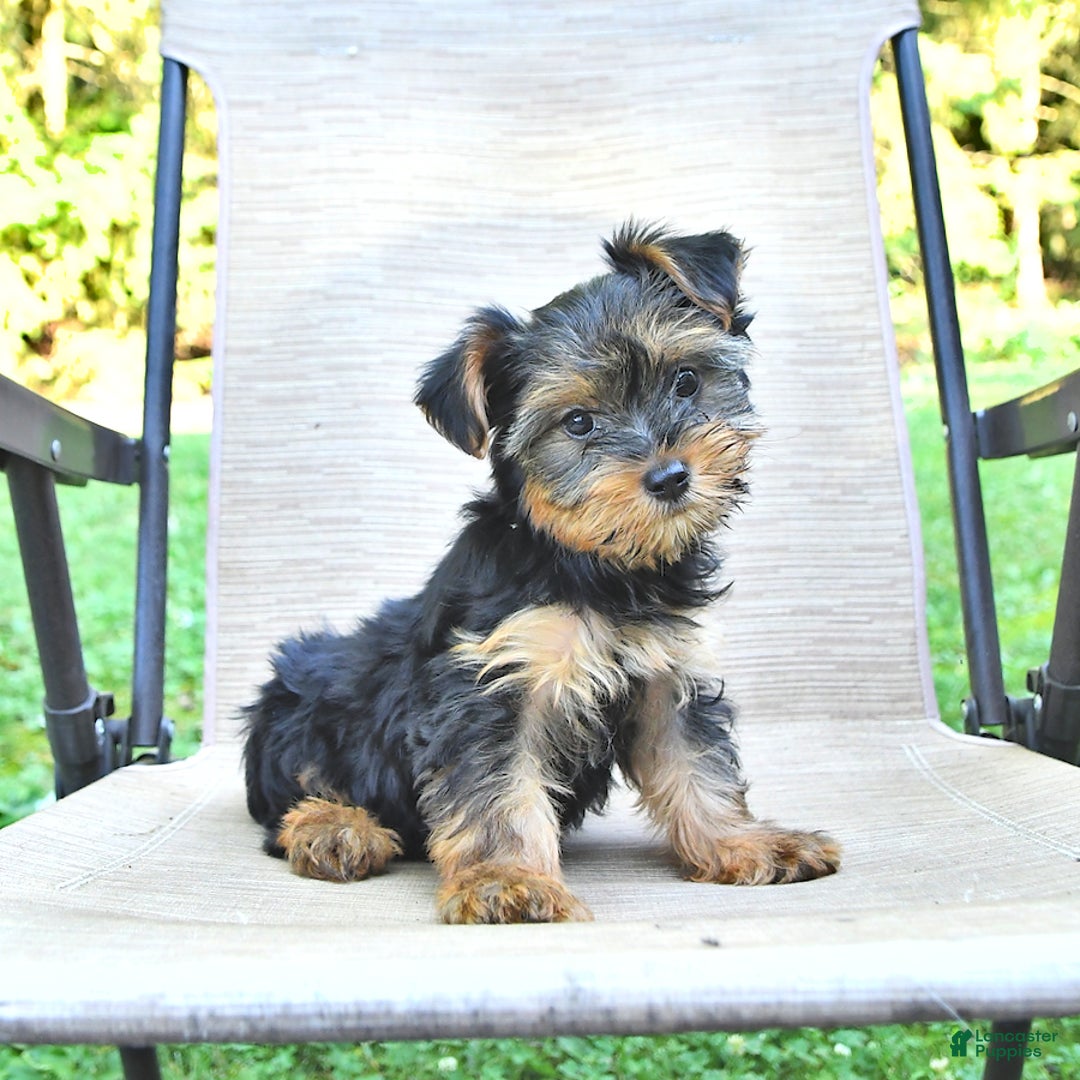 Yorkshire Terrier dogs for sale: Daisy - Image 1